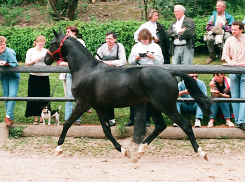 Gribaldi von Kostolany u.d. Gondola v. Ibikus - 2-jhrig in Hmelschenburg, Foto: Beate Langels, Trakehner Gestt Hmelschenburg