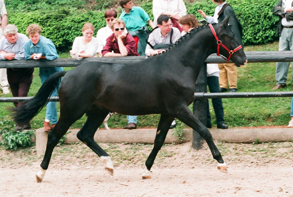 Gribaldi von Kostolany u.d. Gondola v. Ibikus - 2-jhrig in Hmelschenburg, Foto: Beate Langels, Trakehner Gestt Hmelschenburg