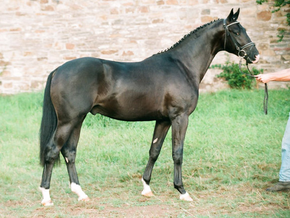 Gribaldi von Kostolany u.d. Gondola v. Ibikus - 2-jhrig in Hmelschenburg, Foto: Beate Langels, Trakehner Gestt Hmelschenburg