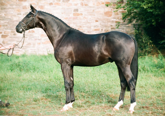 Gribaldi von Kostolany u.d. Gondola v. Ibikus - 2-jhrig in Hmelschenburg, Foto: Beate Langels, Trakehner Gestt Hmelschenburg