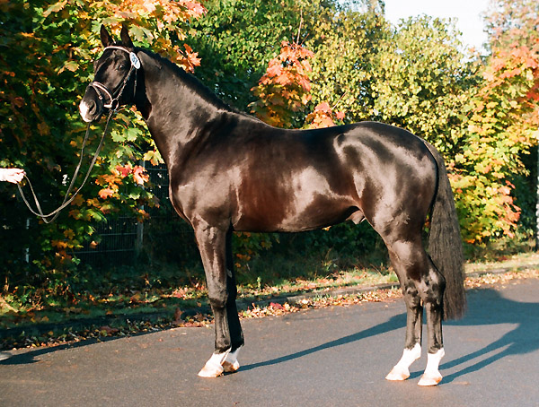 Gribaldi von Kostolany u.d. Gondola v. Ibikus - Siegerhengst der Krung 1995, Foto: Beate Langels, Trakehner Gestt Hmelschenburg