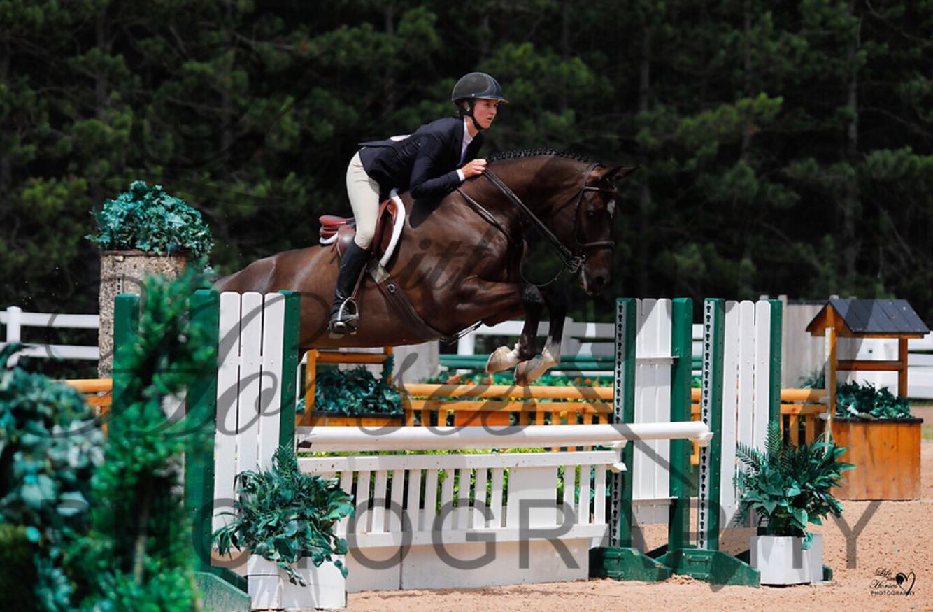 Guardiola -  5jhriger Trakehner von Saint Cyr u.d. Greta Garbo - Sommer 2019   -
Trakehner Gestt Hmelschenburg