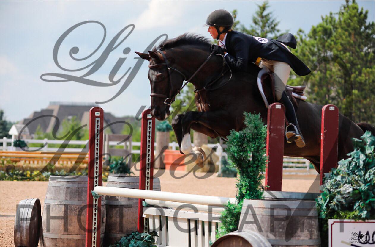 Guardiola -  5jhriger Trakehner von Saint Cyr u.d. Greta Garbo - Sommer 2019   -
Trakehner Gestt Hmelschenburg