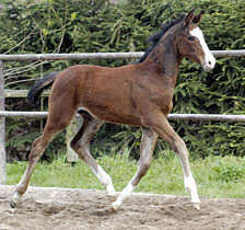 Trakehner Stutfohlen v. Alter Fritz - Red Patrick xx