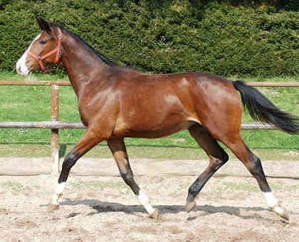 als Jhrling: Stutfohlen von Alter Fritz u.d. St.Pr.St. Guendalina von Red Patrick xx