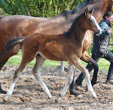 Hengstfohlen v. Alter Fritz - Red Patrick xx