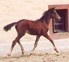 Stutfohlen v. Alter Fritz - Red Patrick xx