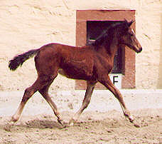 Stutfohlen von Alter Fritz und der St.Pr.St. Guendalina v. Red Patrick xx