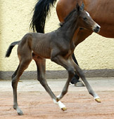 wenige Stunden alt: Trakehner Stutfohlen von Exclusiv u.d. Prmien- u. Staatsprmienstute Guendalina v. Red Patrick, Gestt Hmelschenburg