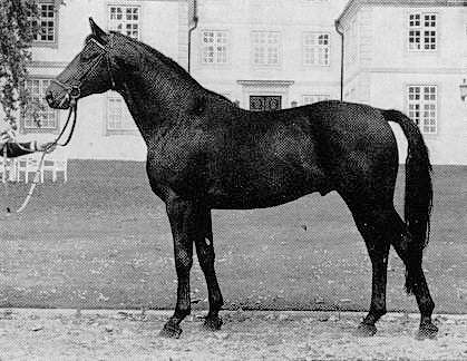 Gunnar von Komet, Foto: Archiv