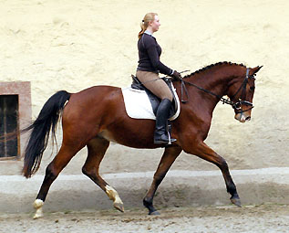 Gustav der Groe von Freudenfest - Trakehner Gestt Hmelschenburg