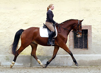 Gustav der Groe von Freudenfest - Trakehner Gestt Hmelschenburg