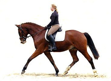 Gustav der Groe von Freudenfest - Trakehner Gestt Hmelschenburg