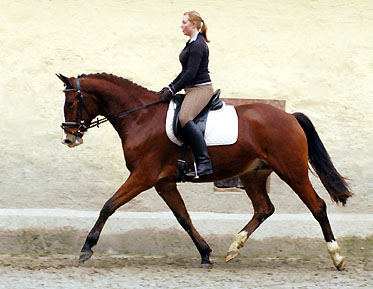 Gustav der Groe - Trakehner von Freudenfest u.d. Gwendolyn v. Maestro - Gestt Hmelschenburg