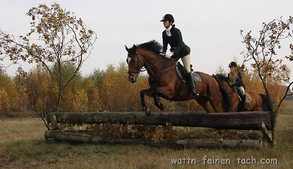 Bewundert und verlsslich im Jagdfeld: Gustavson von Red Patrick xx