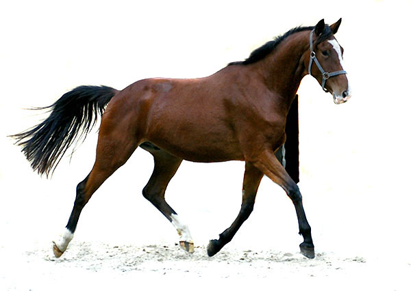 Gustav der Groe - Trakehner von Freudenfest u.d. Gwendolyn v. Maestro