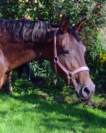 Trakehner Stute Gykona von Upan la Jarthe - Kostolany