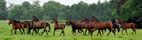 Impressionen August 2015 Gestt Hmelschenburg - Foto Beate Langels- Trakehner Gestt Hmelschenburg