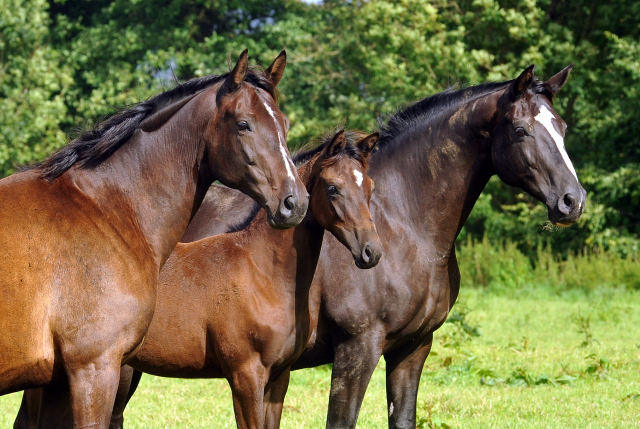 Kaiserspiel, Stf. v. Saint Cyr und Greta Garbo im September 2015 - Foto Beate Langels - Gestt Hmelschenburg