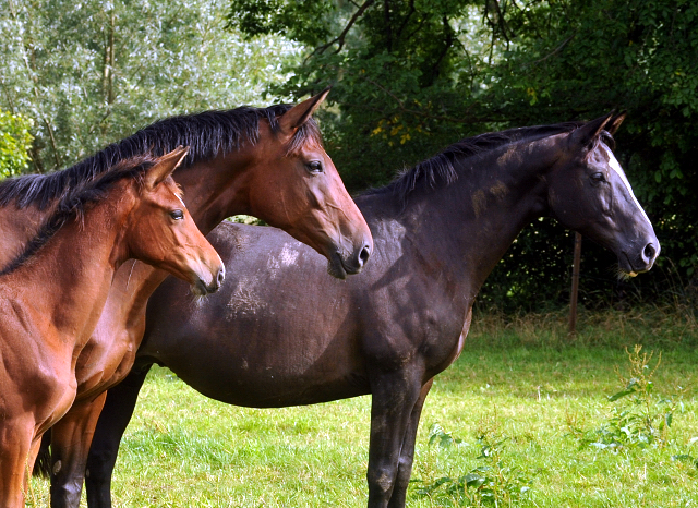 September 2015 - Foto Beate Langels - Gestt Hmelschenburg