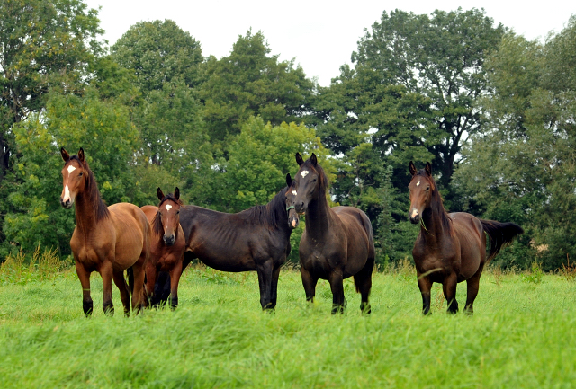 Die Jhrlingshengste im September 2015 - Foto Beate Langels - Gestt Hmelschenburg