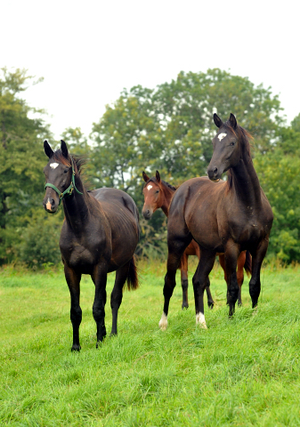 Die Jhrlingshengste im September 2015 - Foto Beate Langels - Gestt Hmelschenburg