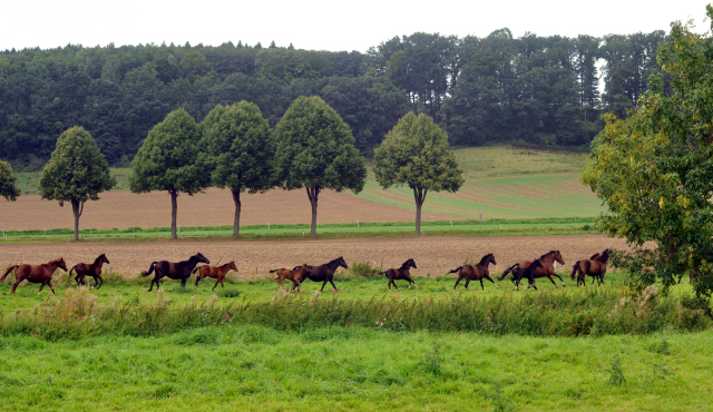 Stuten und Fohlen im September 2015 - Foto Beate Langels - Gestt Hmelschenburg