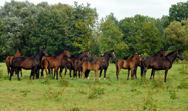 September 2015 - Foto Beate Langels - Gestt Hmelschenburg