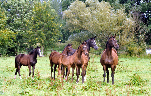 September 2015 - Foto Beate Langels - Gestt Hmelschenburg
