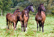 Impressionen September 2015 Gestt Hmelschenburg - Foto Beate Langels- Trakehner Gestt Hmelschenburg
