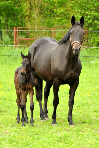 Trakehner Stutfohlen von Oliver Twist - Summertime - Rockefeller , Foto: Beate Langels - Trakehner Gestt Hmelschenburg