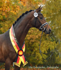 Siegerhengst His Moment v. Millenium - Le Rouge - Foto: Uta Gdecke