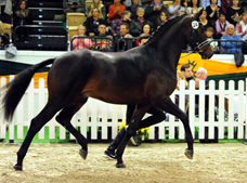 Prmienhengst High Five v. Saint Cyr - Foto: Beate Langels