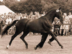 auf der Bundeshengstschau in Verden 1985