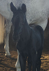 Trakehner Hengstfohlen von Kostolany und der Birke