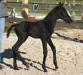 Trakehner Hengstfohlen von Kostolany und der Birke