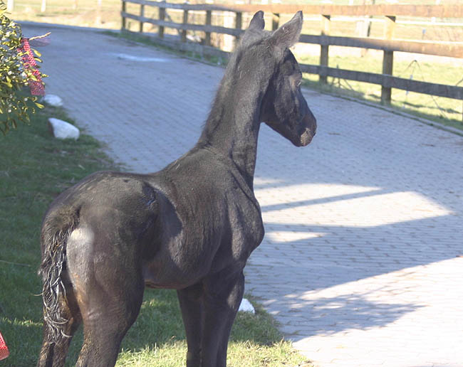 Hengstfohlen von Kostolany u.d. Birke