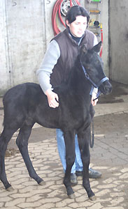 Hengstfohlen von Kostolany und der Birke