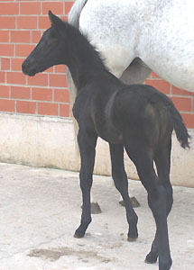 Hengstfohlen von Kostolany und der Birke