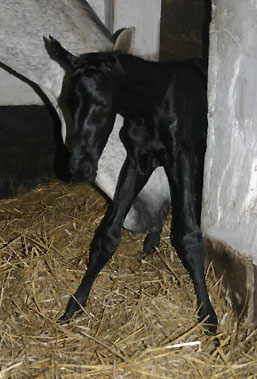 Trakehner Hengstfohlen von Kostolany und der Birke