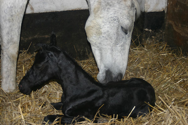 Hengstfohlen von Kostolany u.d. Birke