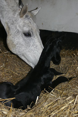 Trakehner Hengstfohlen von Kostolany und der Birke