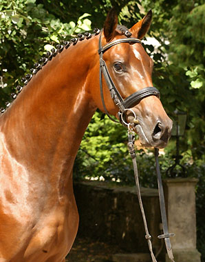 im August 2007: Trakehner Hengst v. Freudenfest-Exclusiv - Prmienstute 2004