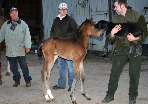 Stutfohlen von Symont - Caprimond - Falke