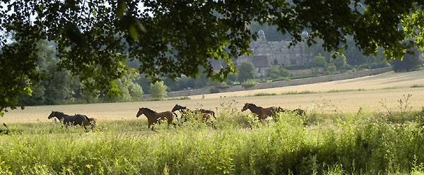In den Emmerauen, Foto: Beate Langels - Trakehner Gestt Hmelschenburg