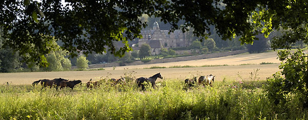 In den Emmerauen, Foto: Beate Langels - Trakehner Gestt Hmelschenburg