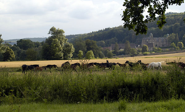 In den Emmerauen, Foto: Beate Langels - Trakehner Gestt Hmelschenburg
