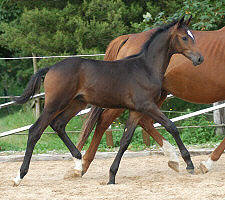 Trakehner Hengstfohlen von Summertime