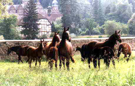 Hämelschenburger Mares