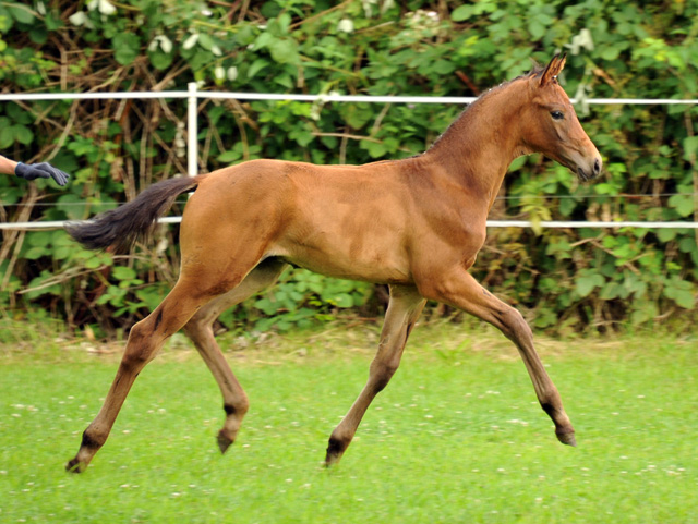 Hermes von Millenium - Le Rouge - Foto: Beate Langels - Trakehner Gestt Hmelschenburg